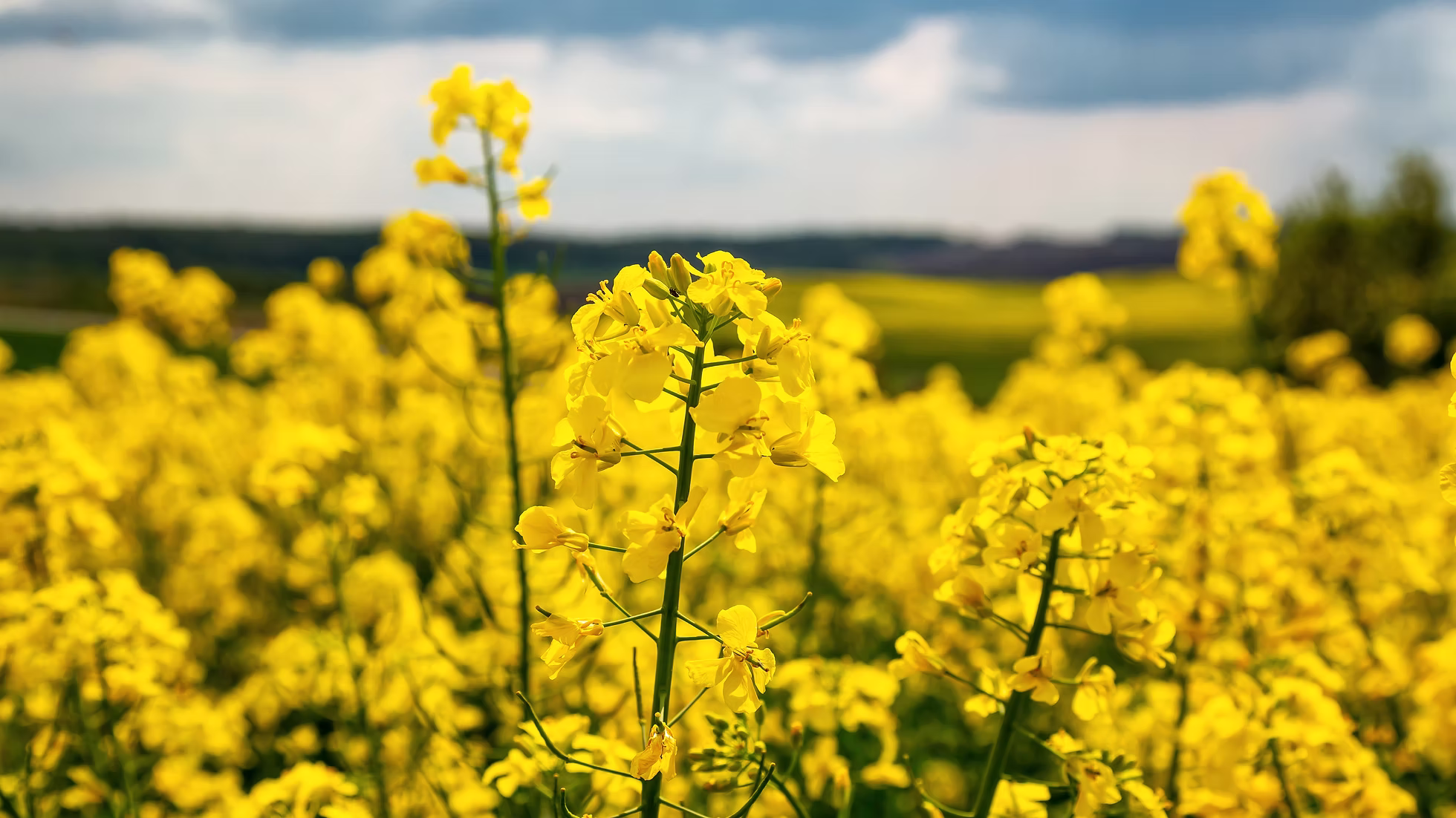 Oilseed Rape
