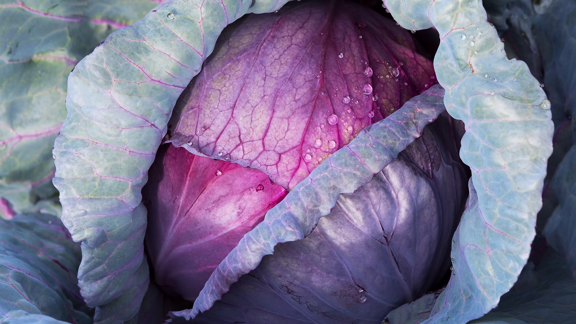 Red Cabbage