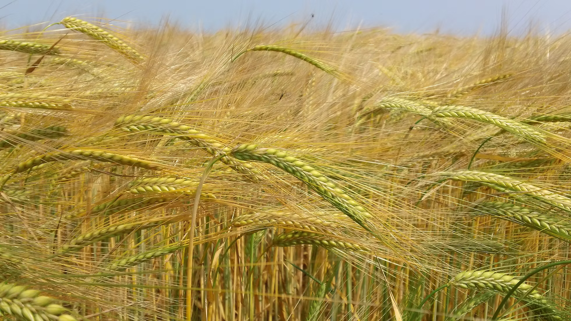 Rye