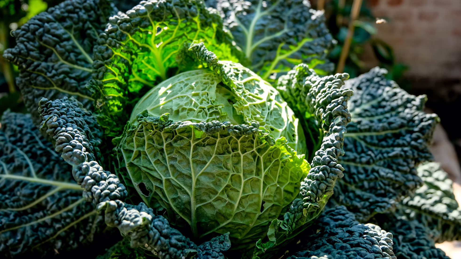 Savoy Cabbage