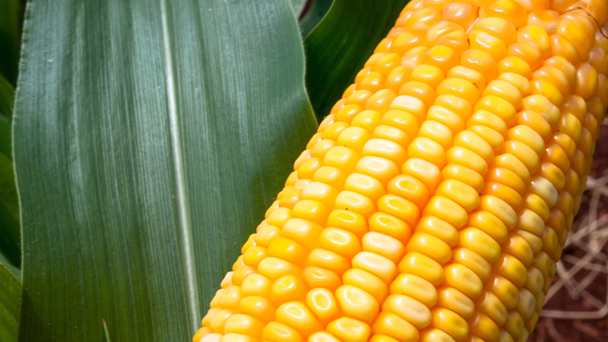 Sweetcorn