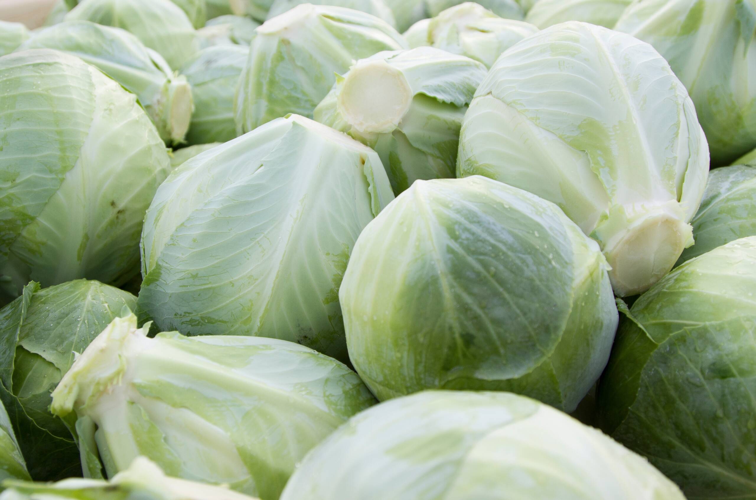White Cabbage