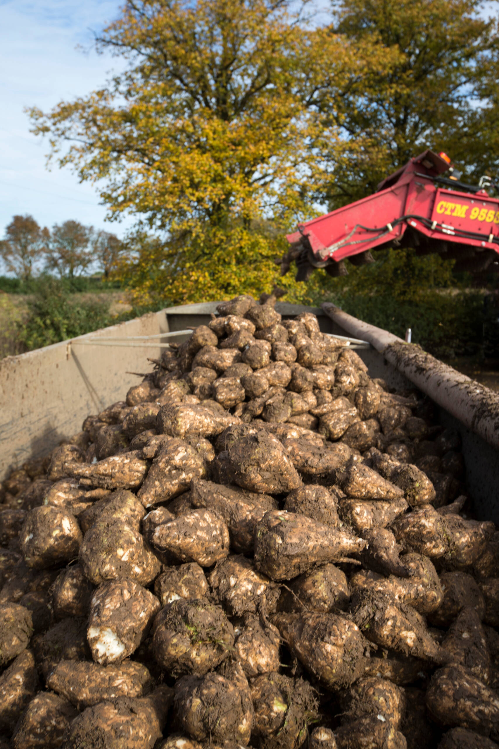 Sugar Beet