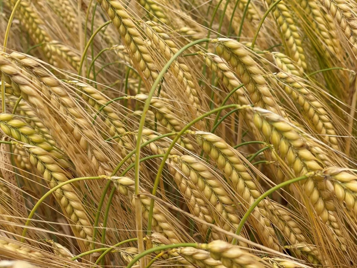 Barley