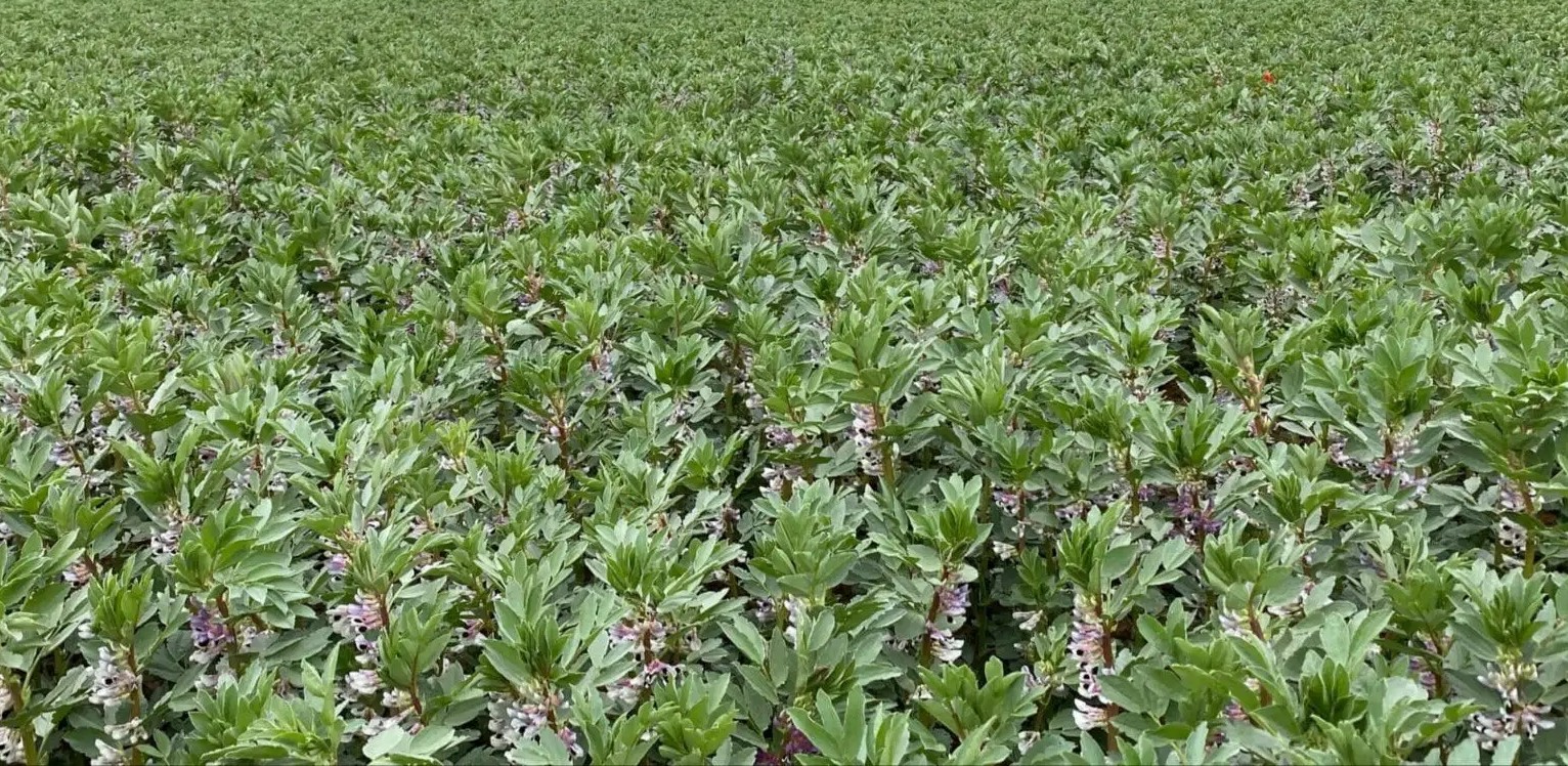 Field Beans