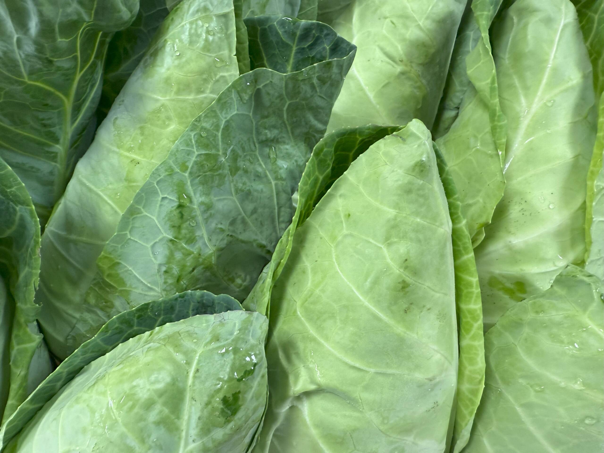 Tenderheart Cabbage