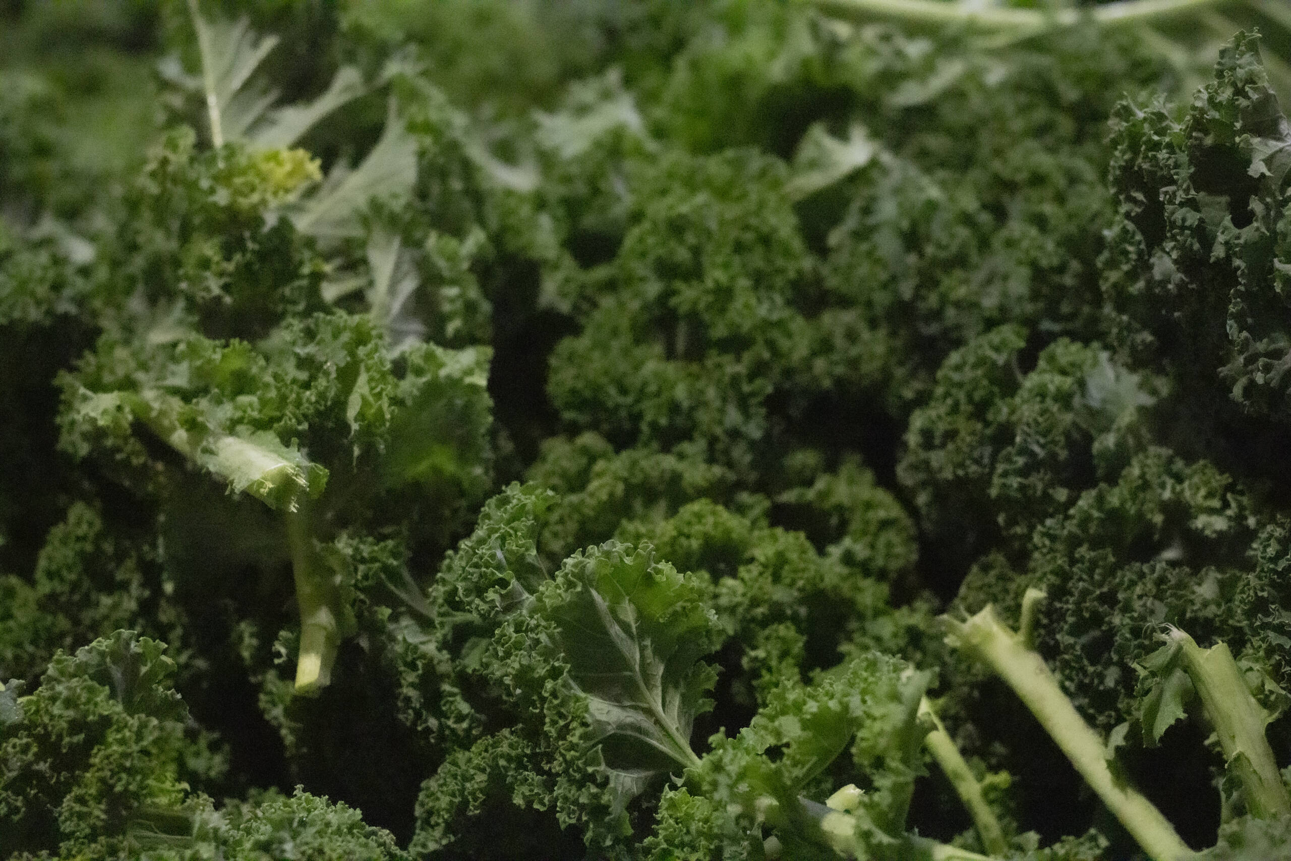 Curly Kale