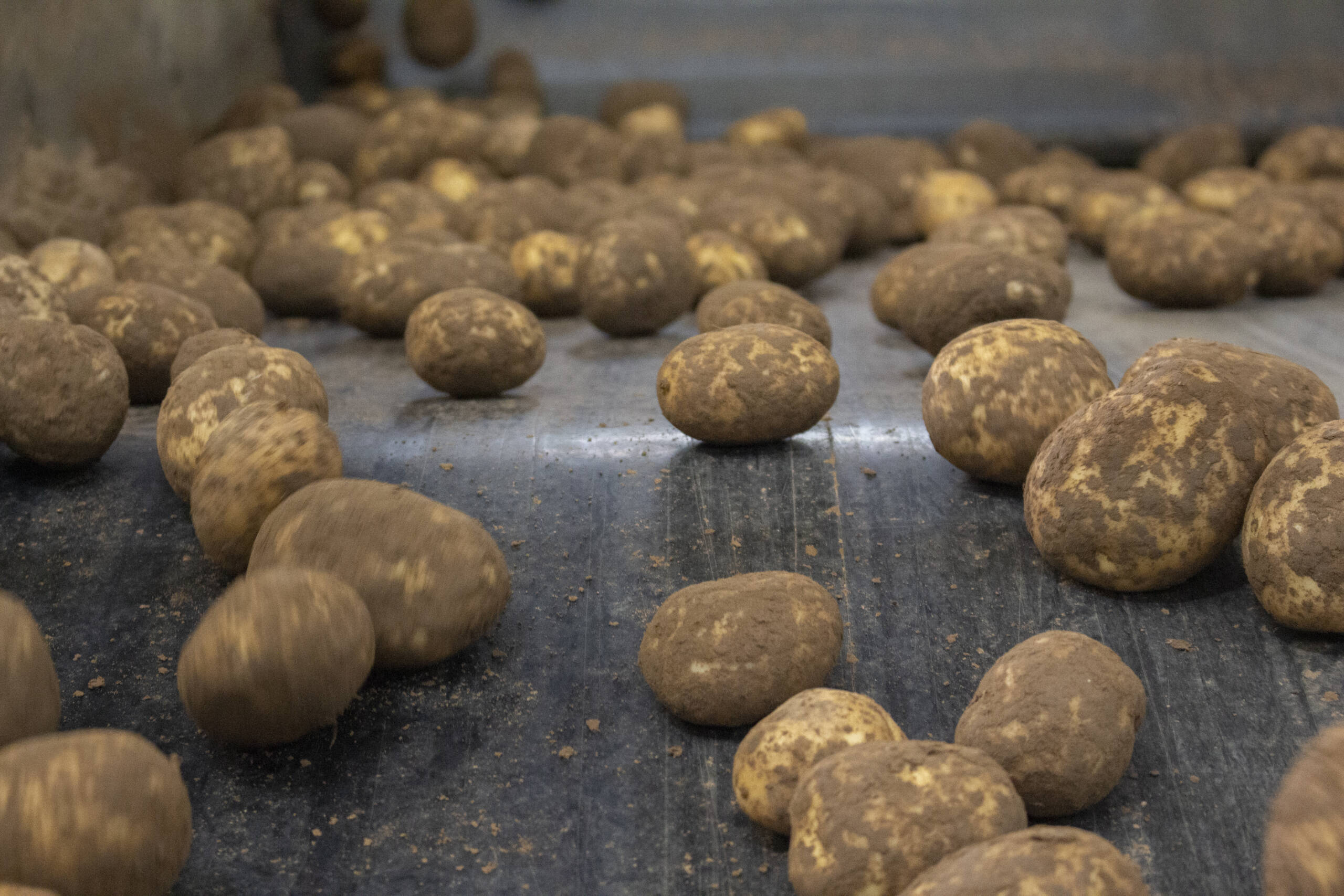 Potatoes