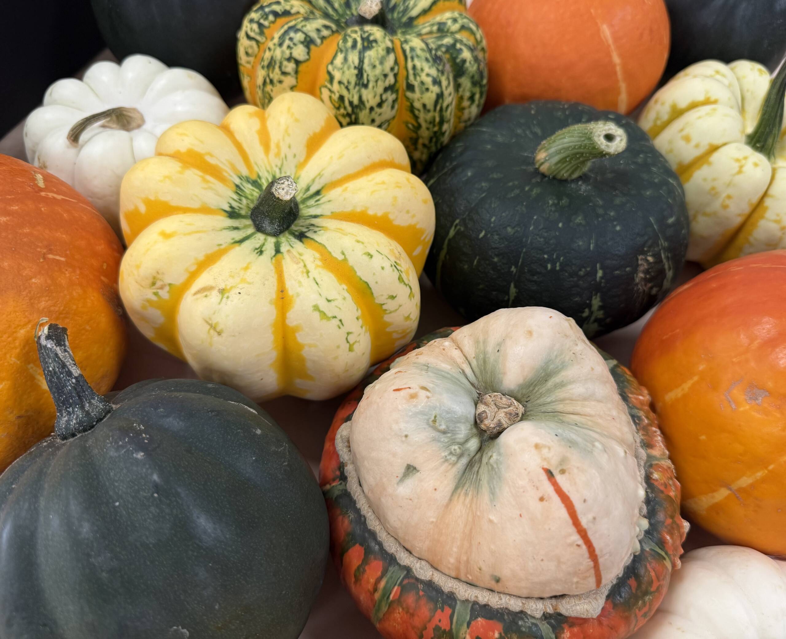 Squash