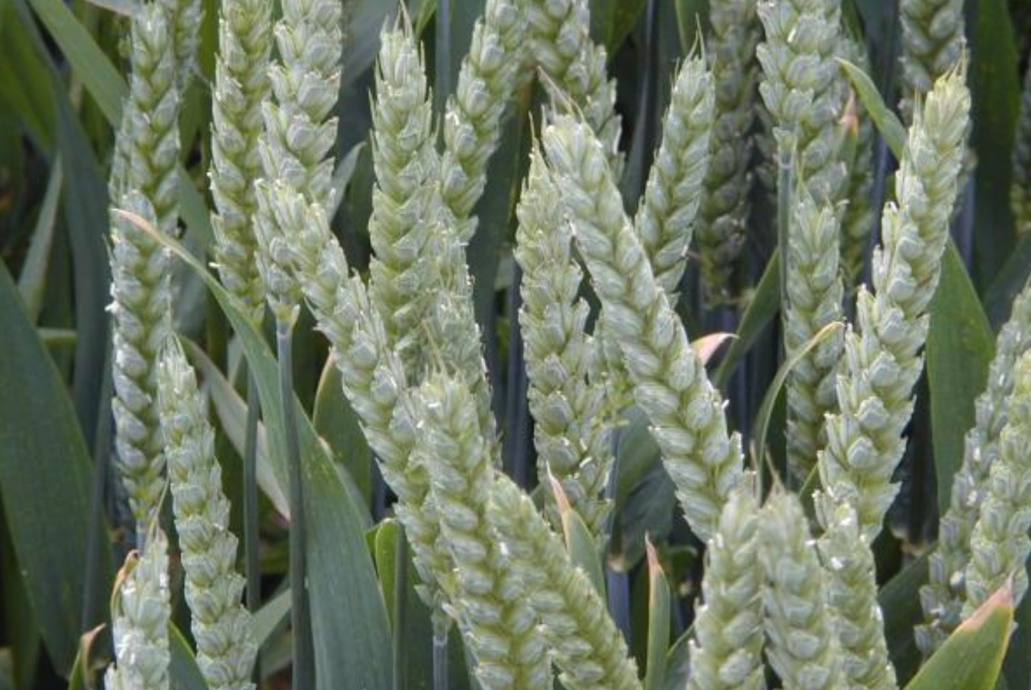 Wheat