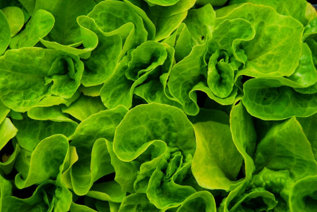 Spring Green Pack Spring Greens - Lincolnshire Field Products