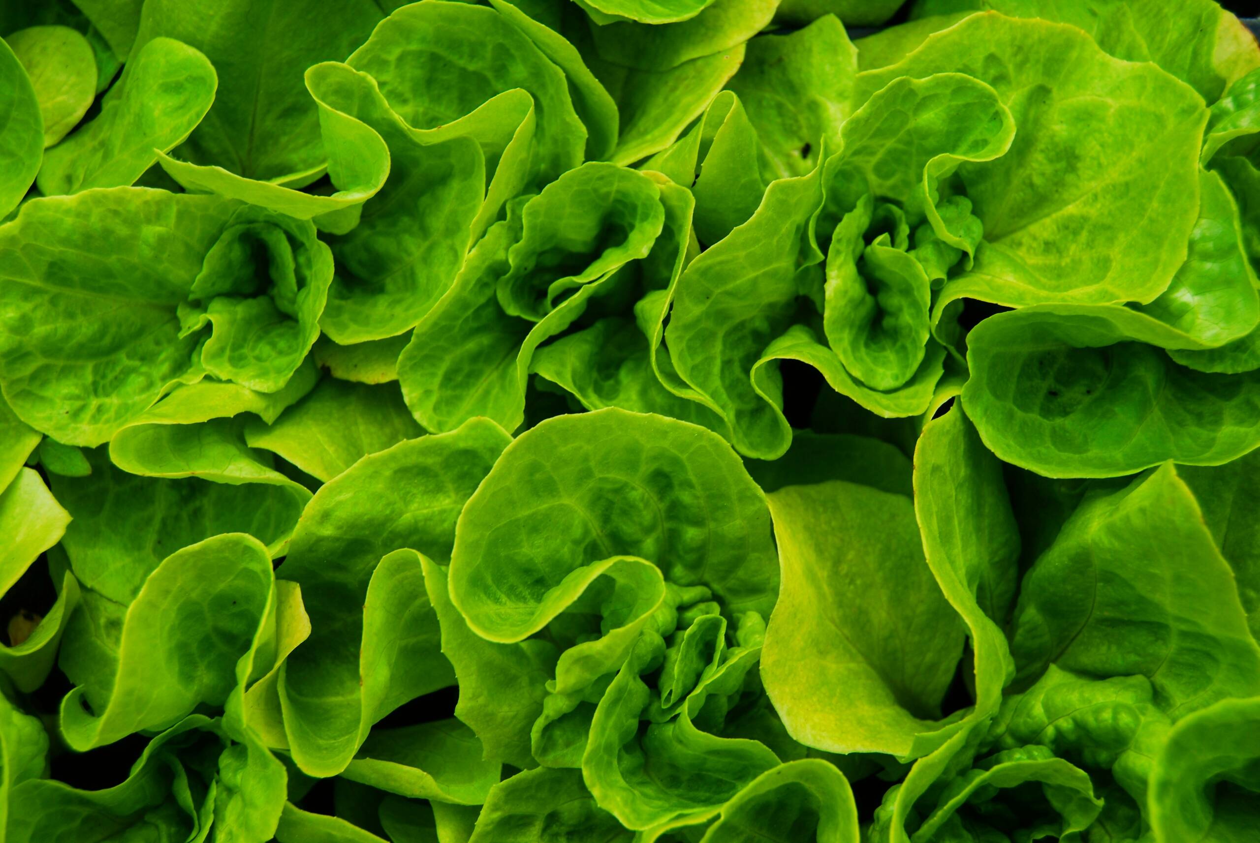 Spring Greens