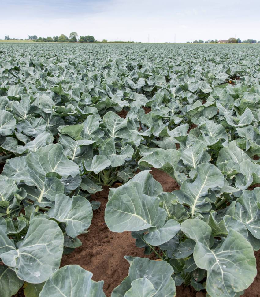 Calabrese Spring crop of Calabrese - May, South Linclonshire